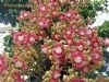 Couroupita guianensis / abric�-de-macaco ou cannon ball tree